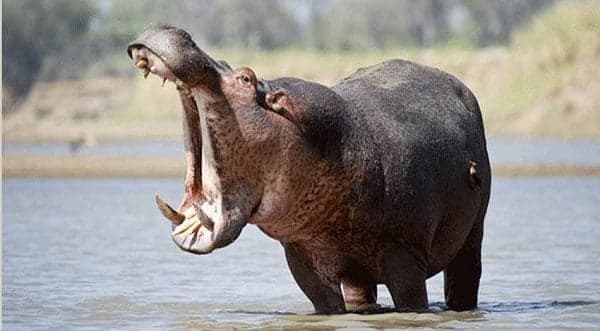 Girl, 16, hospitalized after hippo attack