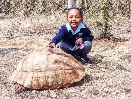 Four-year old girl feted by KWS for rescuing tortoise