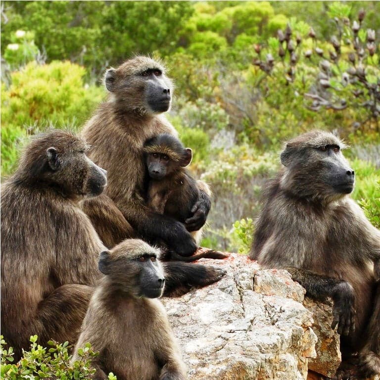 Baboons invade school, wreck havoc in search of food