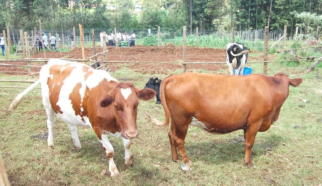 MCAs urge residents to enroll school leavers at Kericho Township TVC image 1