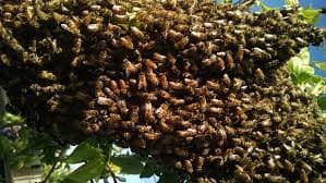 49 pupils hospitalized after being attacked by Bees at school