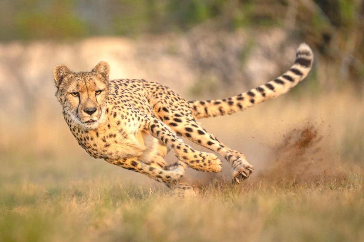 Student escapes death narrowly after being attacked by cheetah
