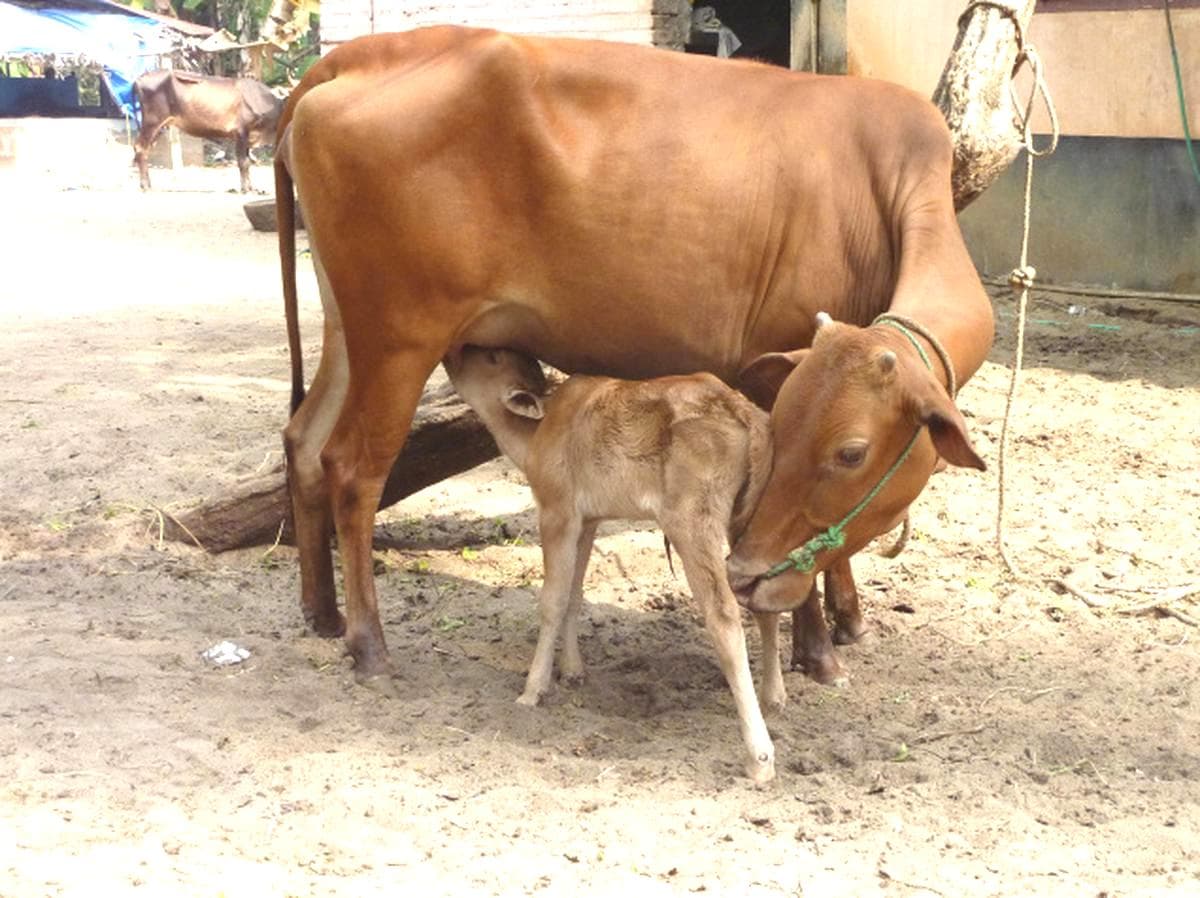 MoE to carry out survey on number of livestock in schools