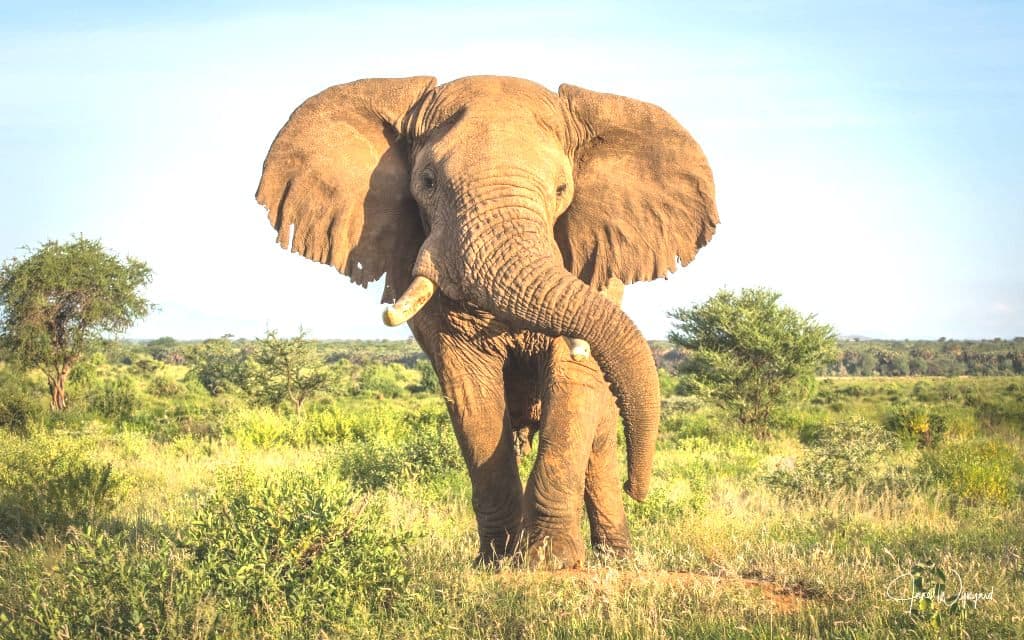 Marauding elephants terrorize learners of Kang’amboni Primary in Kilifi