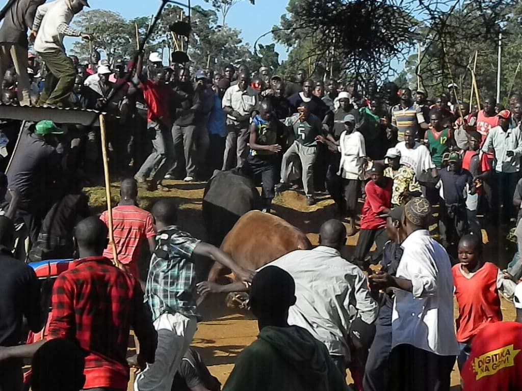 Bullfighting, gold mining affect education in Kakamega