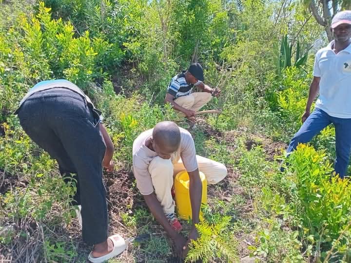 MoE praised for  the decision to involve schools in tree planting campaign