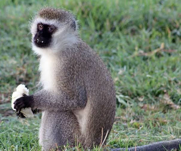 Kisii, Nyamira residents up in arms as monkeys cause havoc to school children, destroy crops