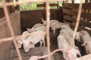 Kathiani High School turns pig farming into bursary lifeline for needy students image 1