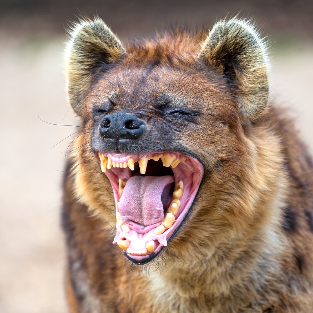 Shock as Grade 7 pupil mauled by hyenas after going missing in Nakuru