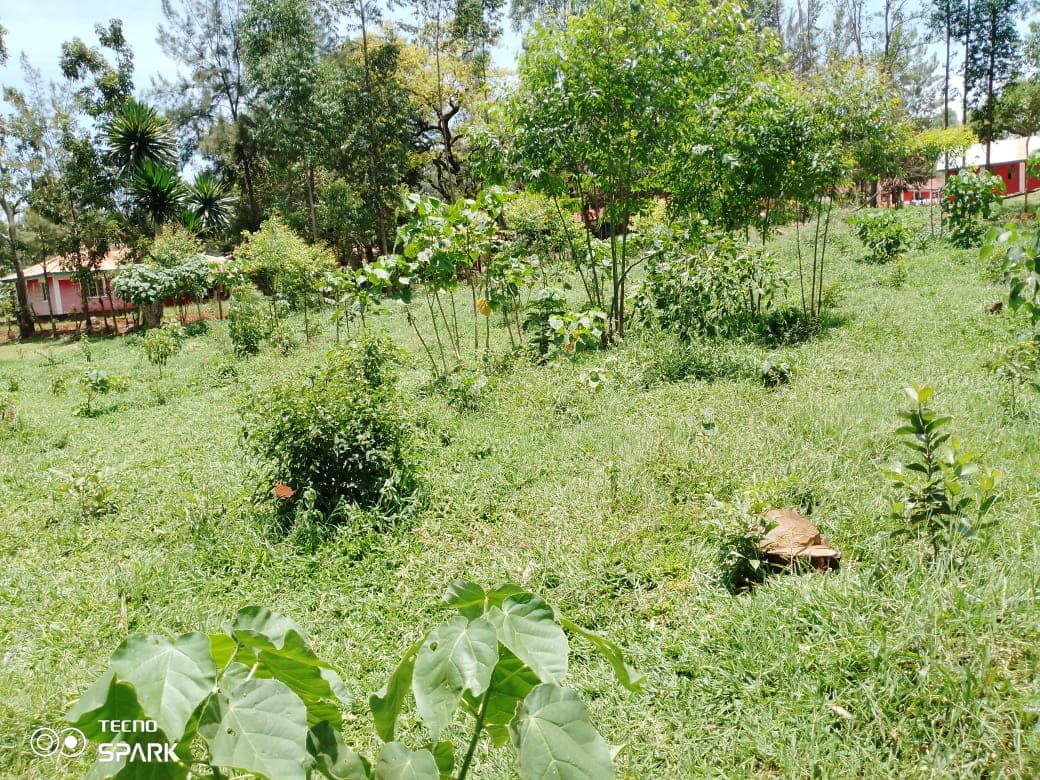 Strange animal causes panic for school children, residents in Kisii