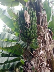 West Pokot student thrives as young farmer through 4k club skills image 1
