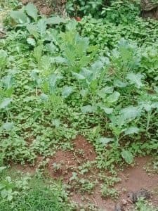 West Pokot student thrives as young farmer through 4k club skills image 2