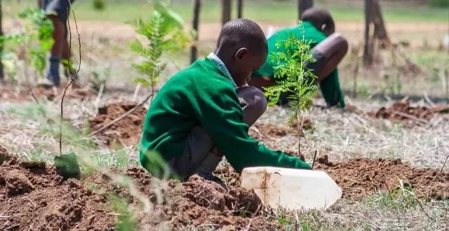 Cameras fade, seedlings die: When Mazingira Day drifted into public relations affair