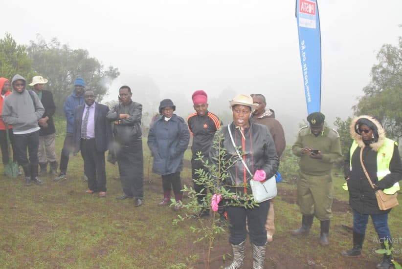 Kenyans urged to support tree planting in former schools to boost forest cover