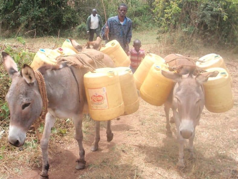 Meet the young County Surveyor whose journey began with a donkey and jerry cans