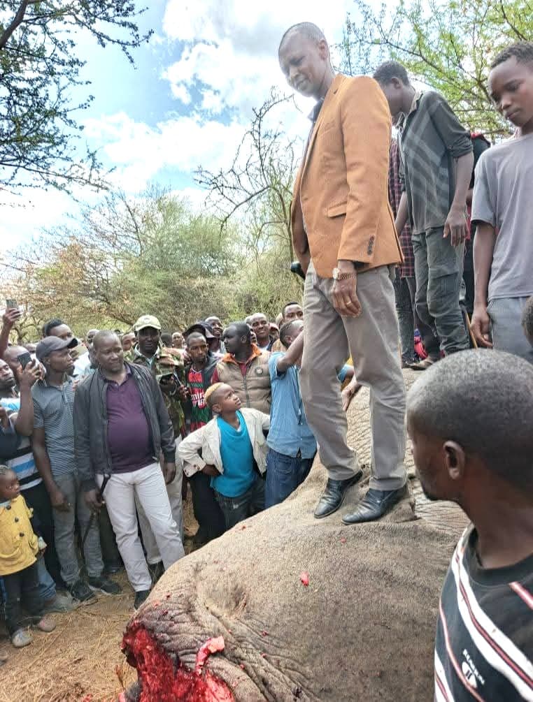 KWS neutralises rogue elephant after fatal attack on ECDE teacher in Kajiado West