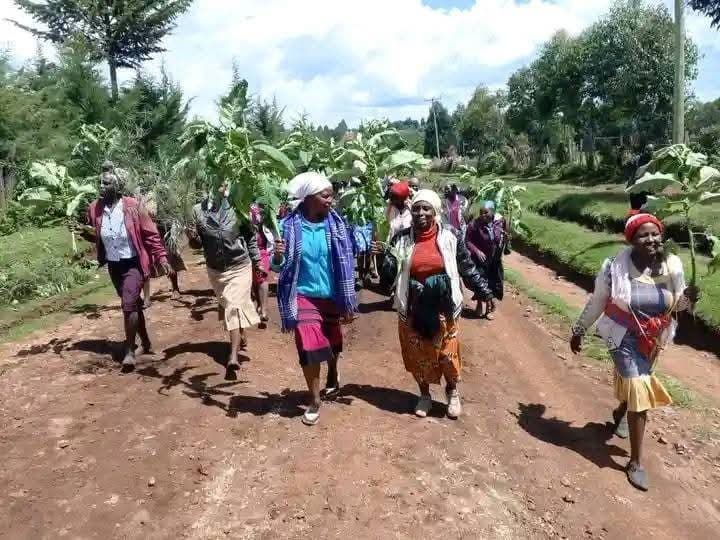 Outcry as illicit brews and drugs target school-going children in Juja