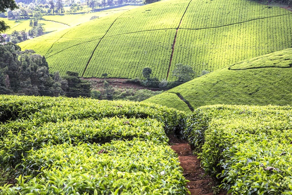 Tea growers in Bomet decry low bonuses, say children’s education at risk