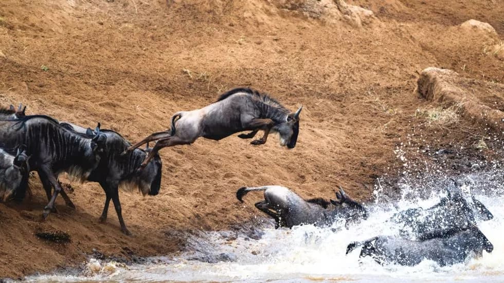 Narok County set to host term two Rift Valley secondary schools’ games amid wildebeest migration