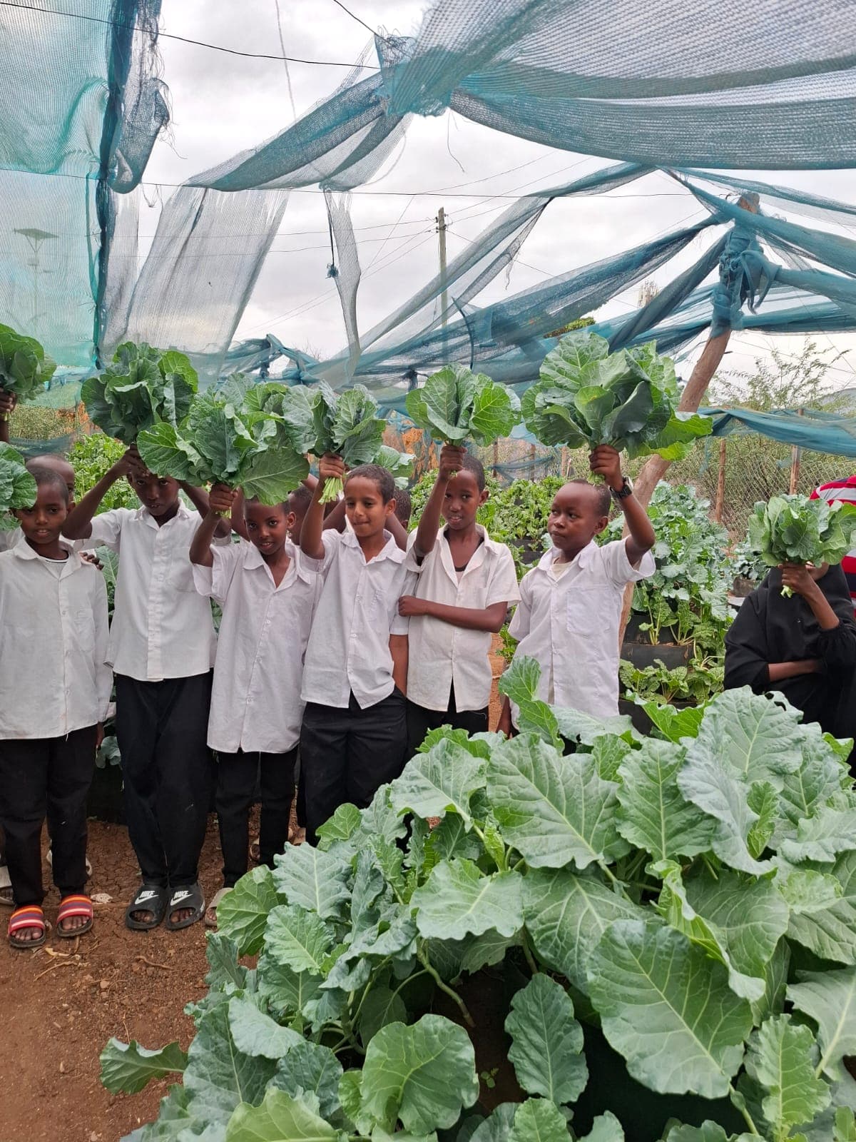 How a Garissa school is beating drought through farming innovation