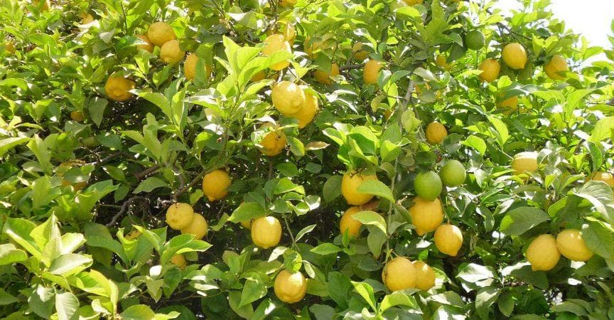 Kenyan agriculture students excel in UK, urge Govt to invest in fruit processing to create jobs