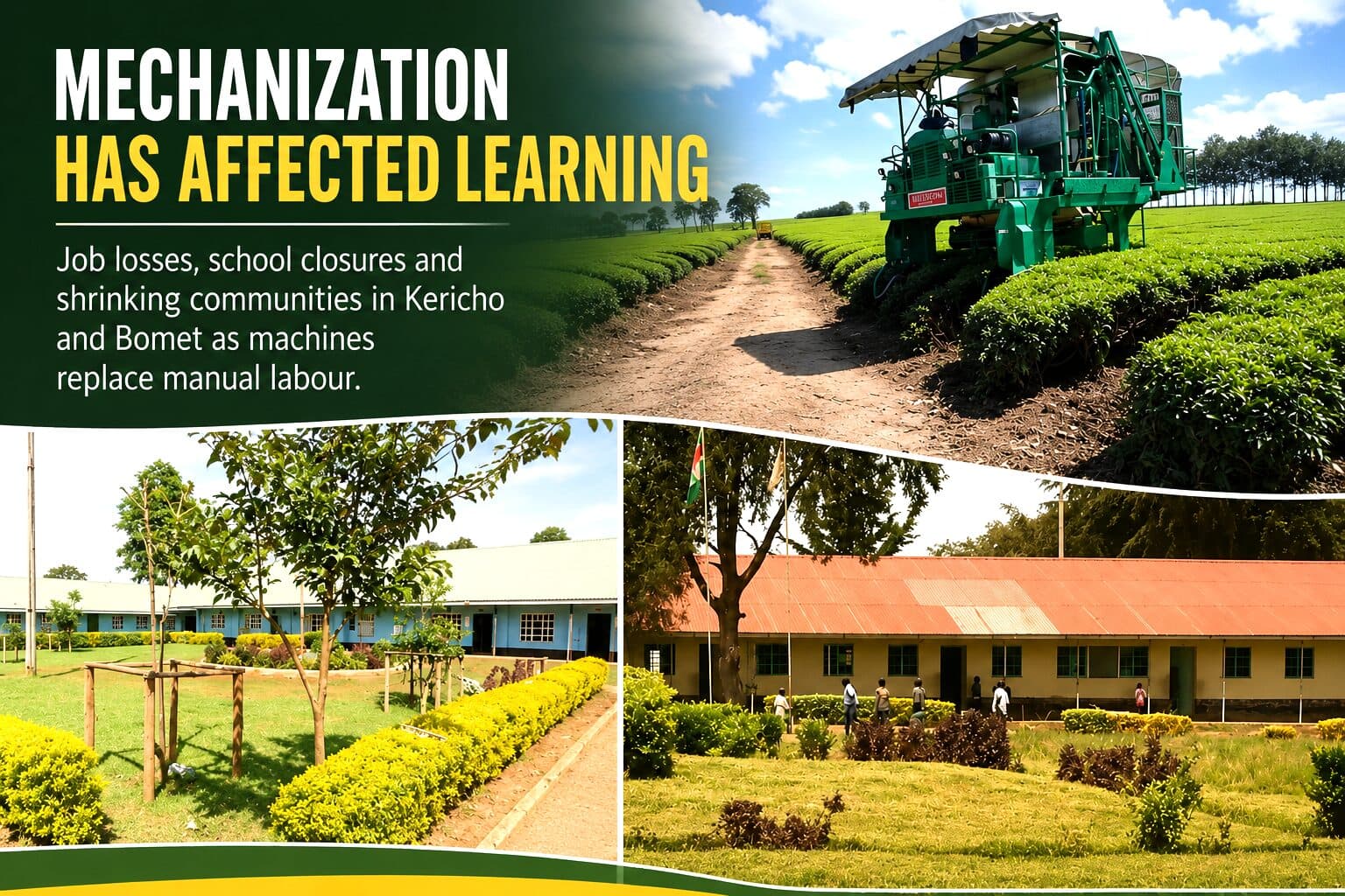 Schools shut, families displaced: How tea mechanization in Kericho and Bomet is crushing education