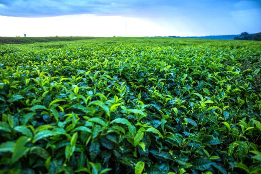Low tea earnings push Nandi students out of school over unpaid fees