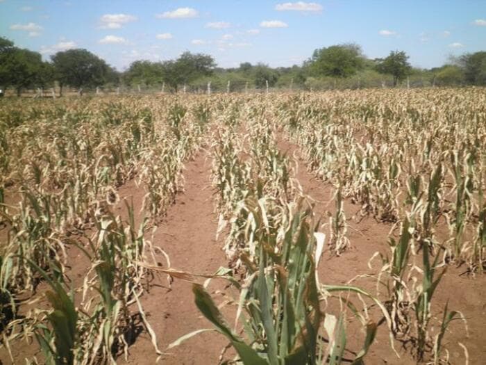 How unreliable rainfall could threaten school feeding programme, deepen Kenya’s education crisis