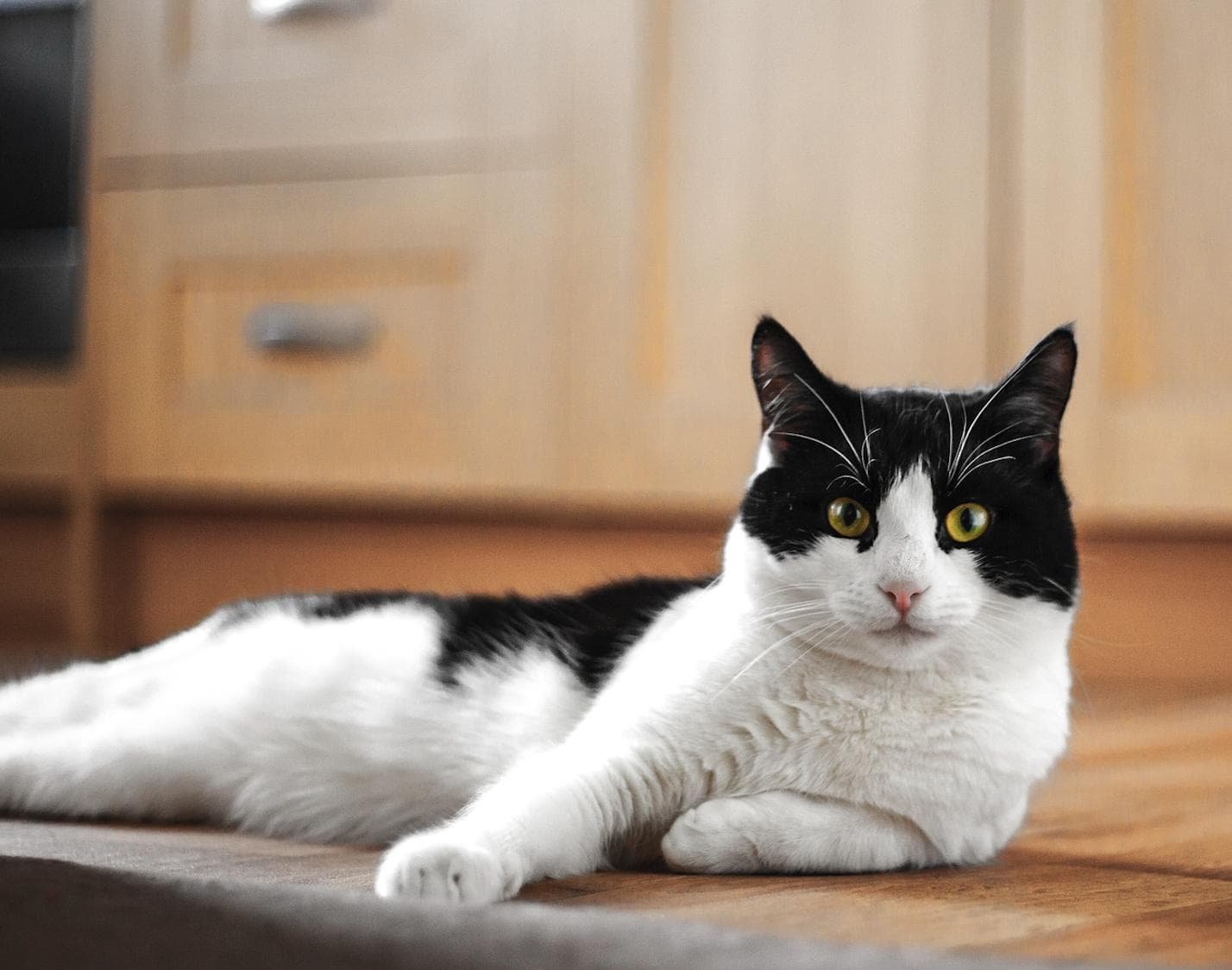 A cat that aspires to be a lion must lose its appetite for rats