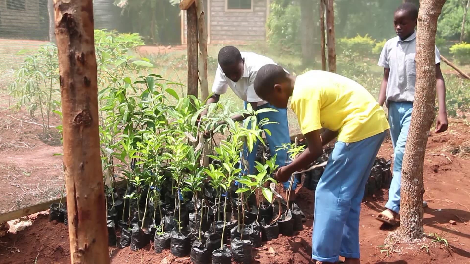 Kwale schools embrace tree growing, recycling projects to combat climate change effects