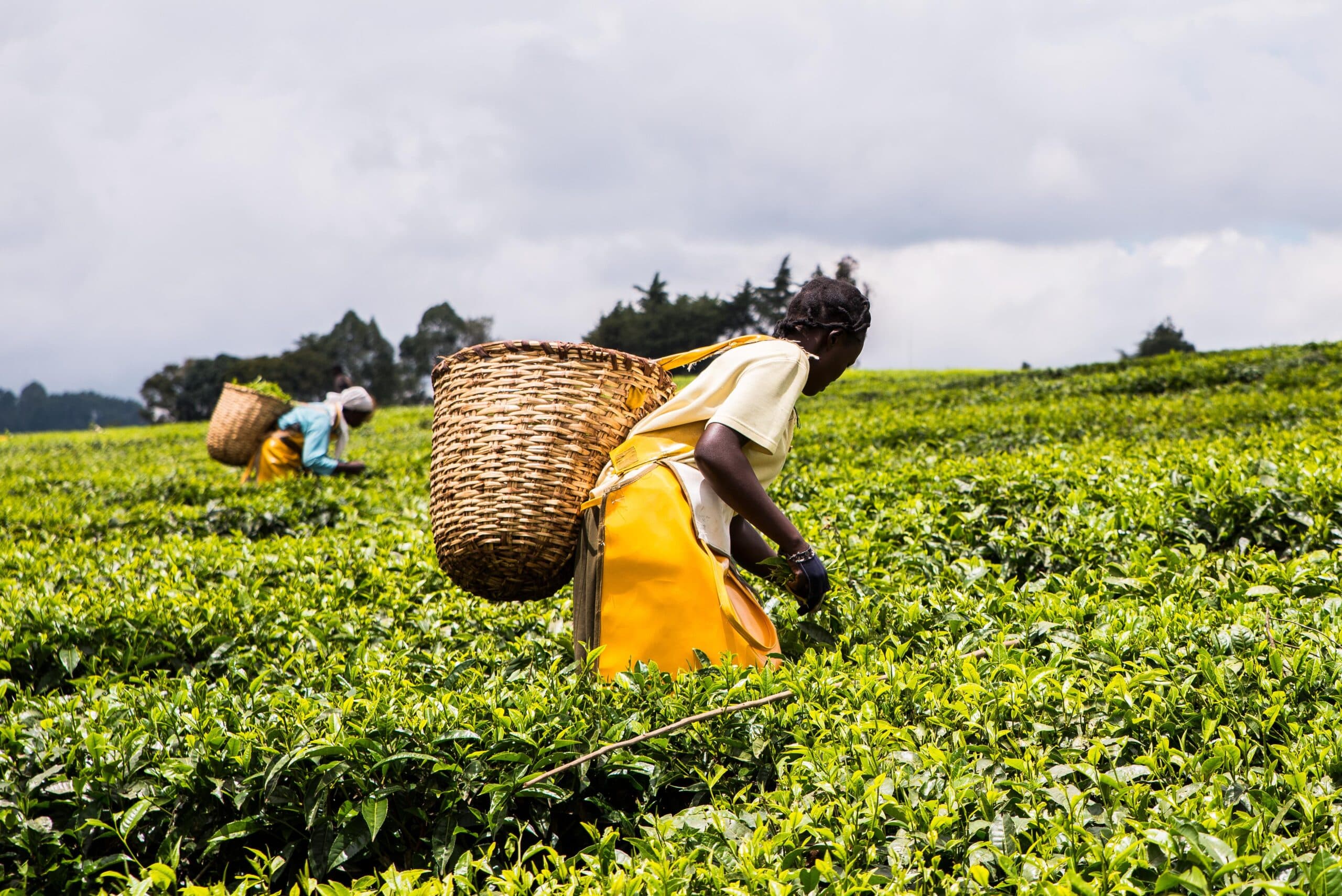 Tea earnings squeeze leaves parents struggling with education costs