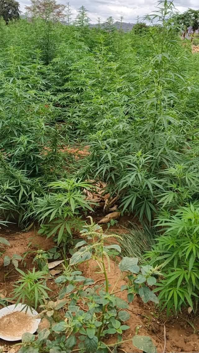 Bhang plantation worth Sh60 million uncovered in Mwingi