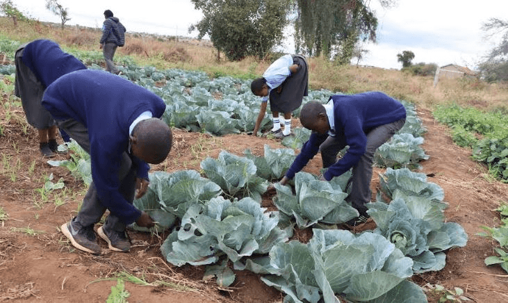 School gardens boost nutrition and climate resilience in Kajiado