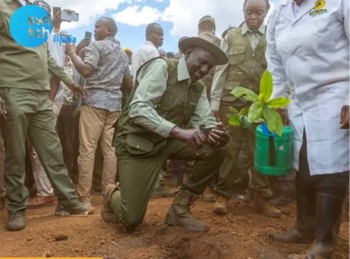 Ruto leads Mazingira Day tree-planting drive in Trans Nzoia, calls for environmental conservation