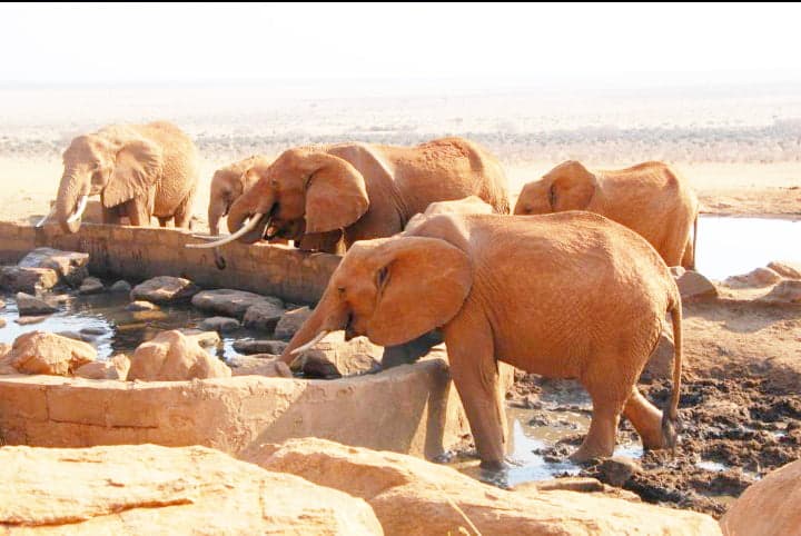 Internationally acclaimed film champions for wildlife conservation