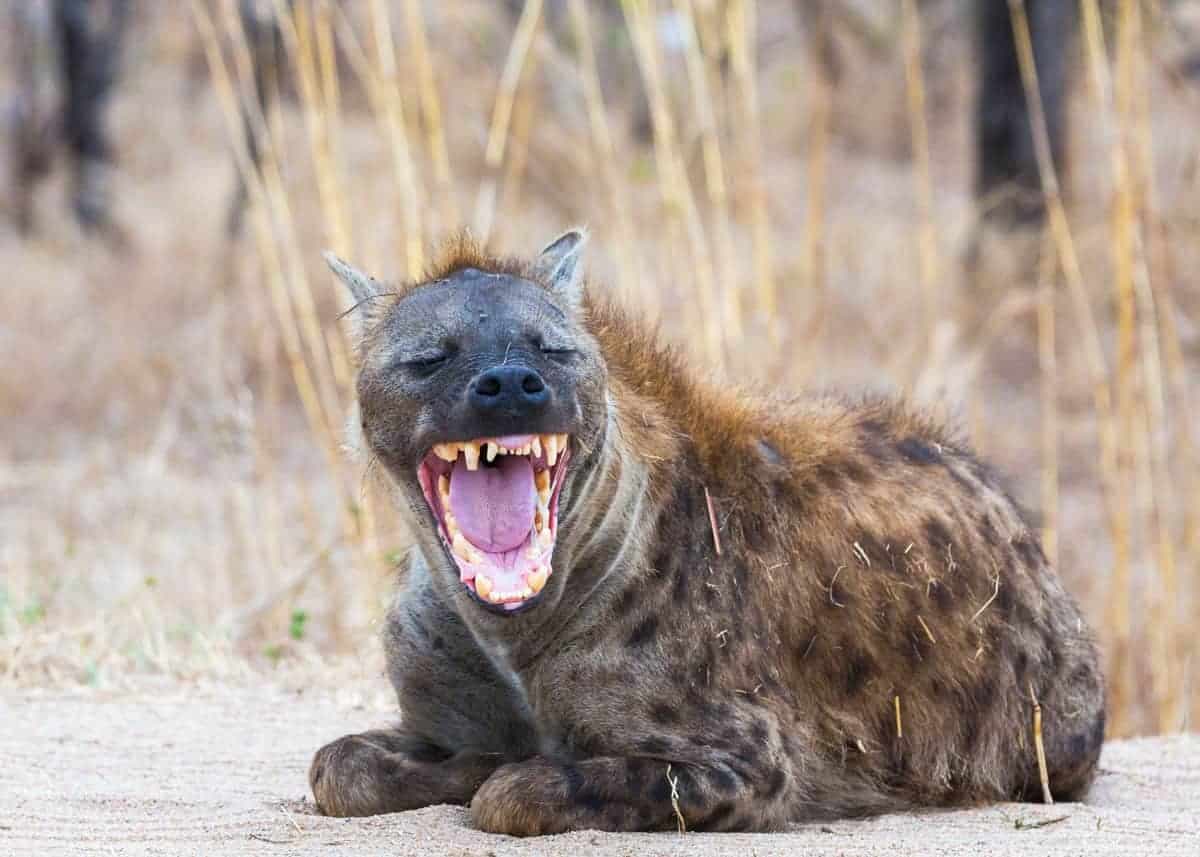 Fears for school children as hyenas invade Migori village