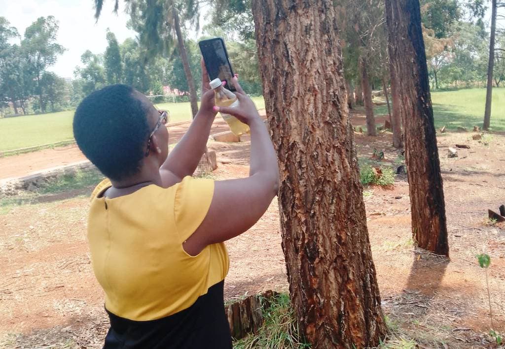 Kisii County to partner with area schools in tree-planting initiative