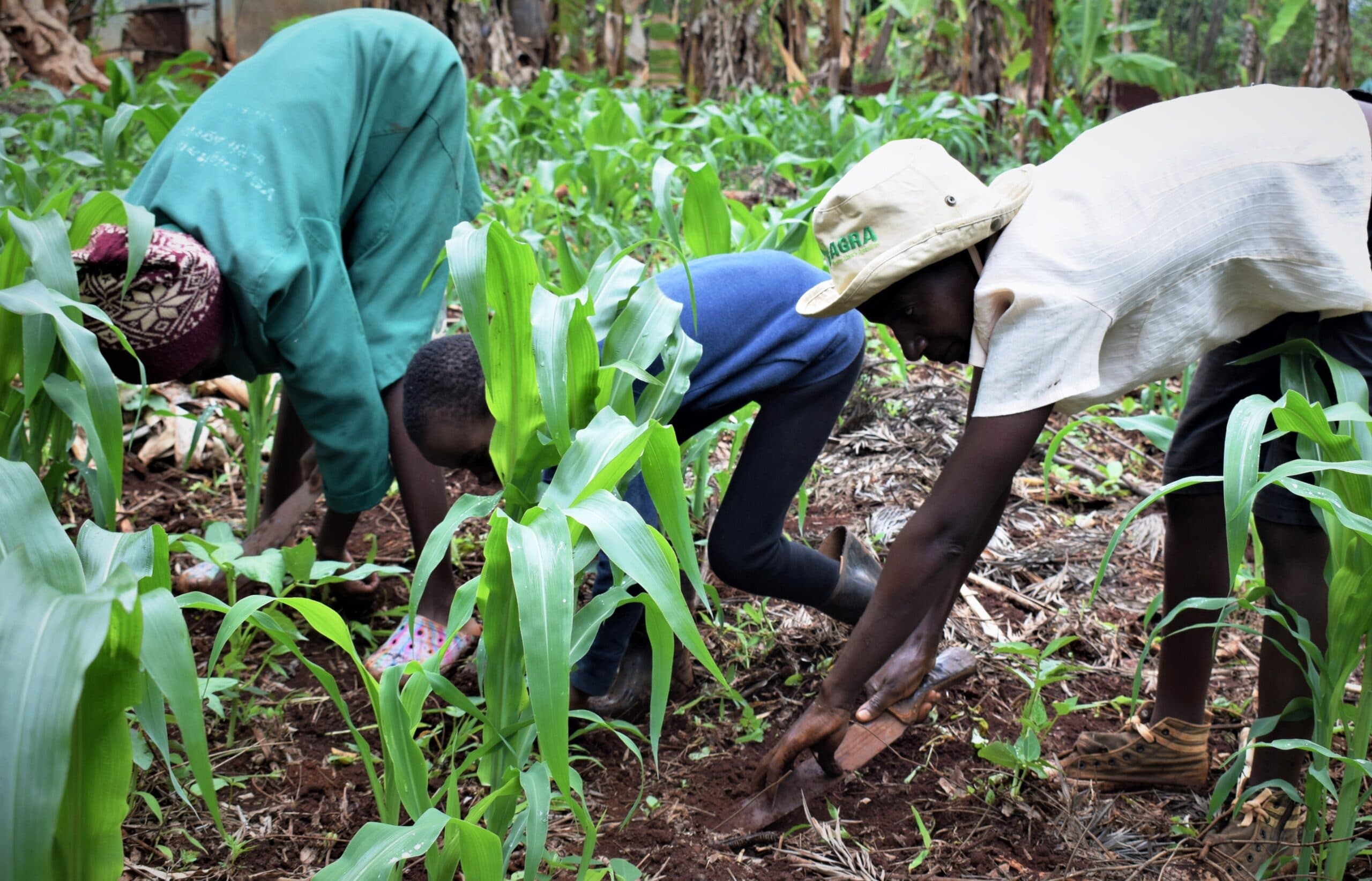 Design of Agriculture CBC lessons tipped to change attitude towards farming