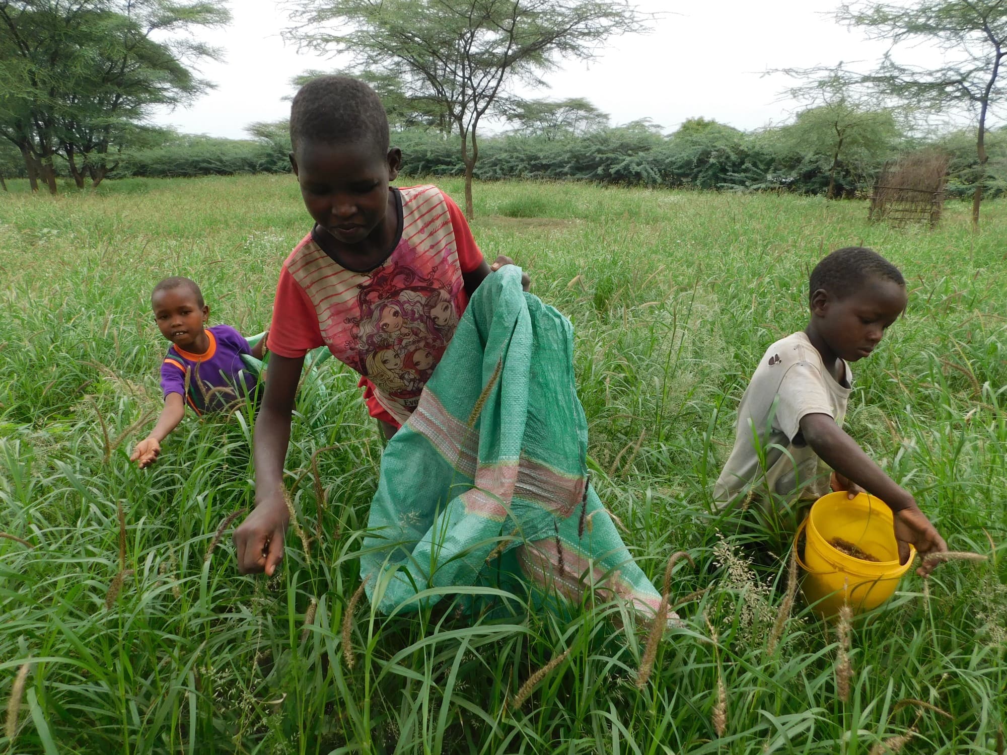 Where children enjoy holidays harvesting grass seeds