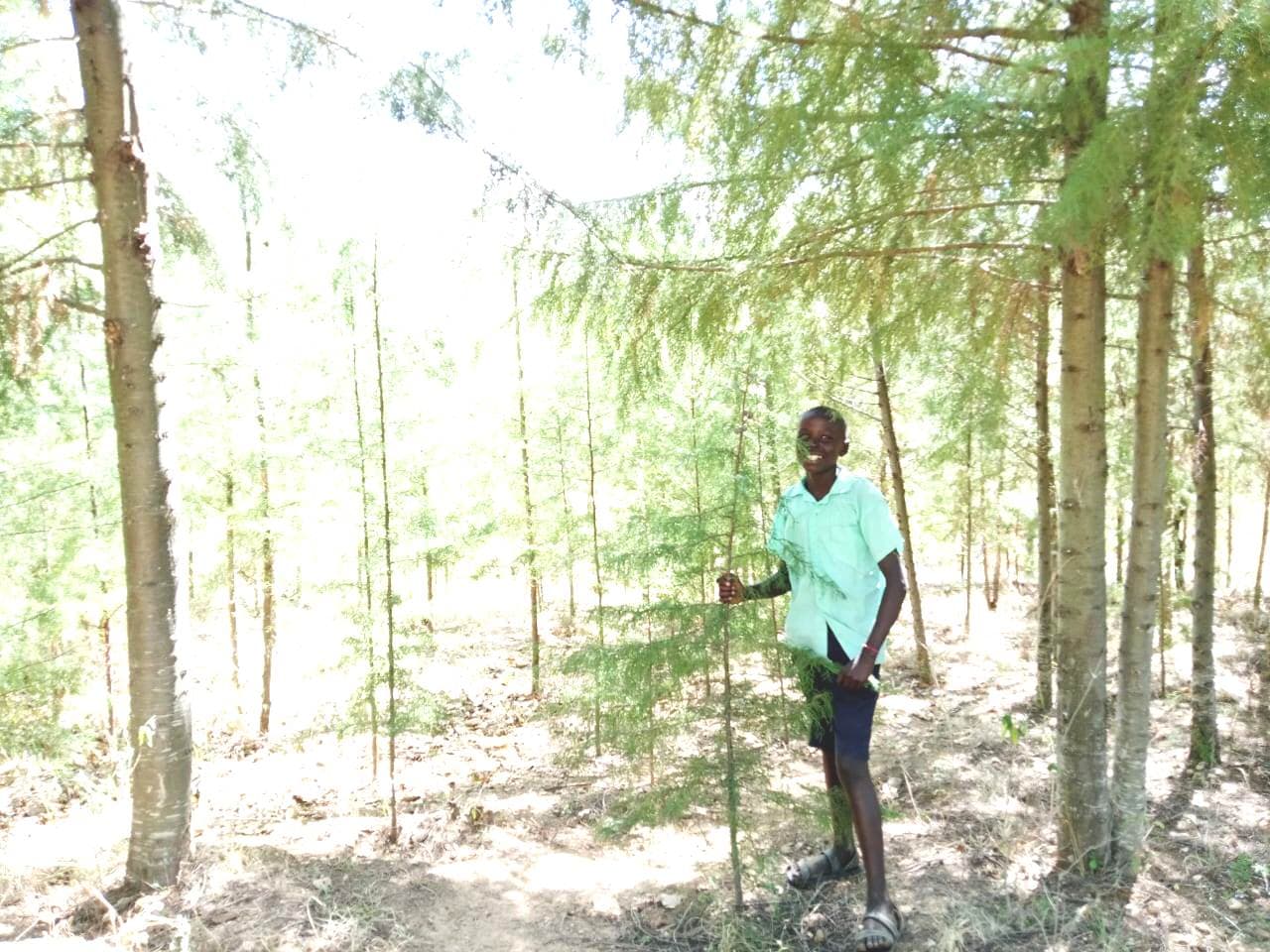Student in grade 7 plants 250 trees in West Pokot image 1