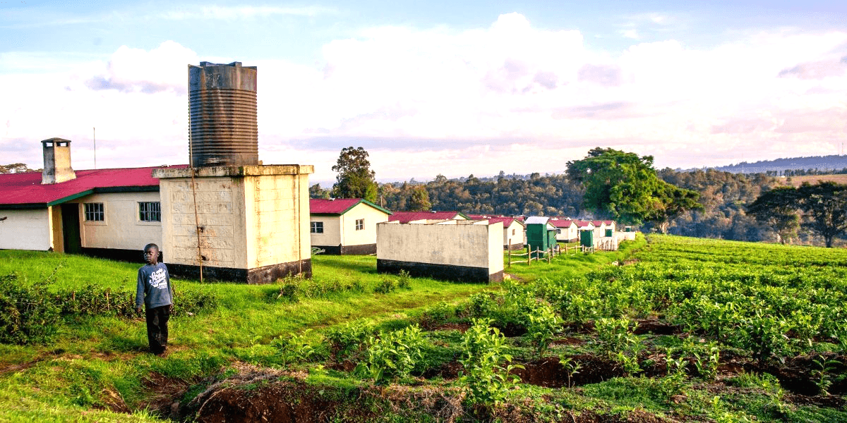 Bomet KNUT accuses multinational tea firms of oppressing teachers image 1