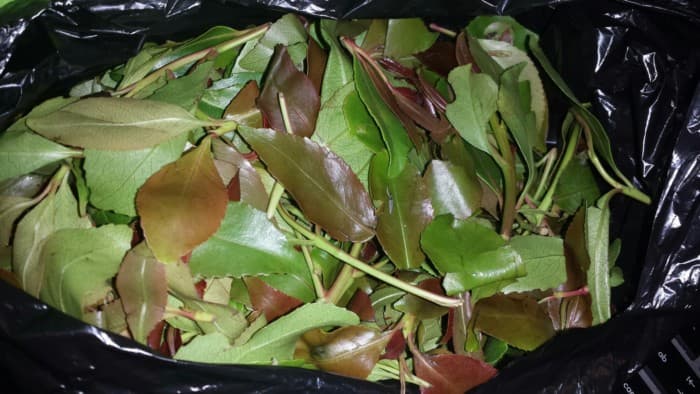 Mombasa governor bans sale of miraa near schools image 1