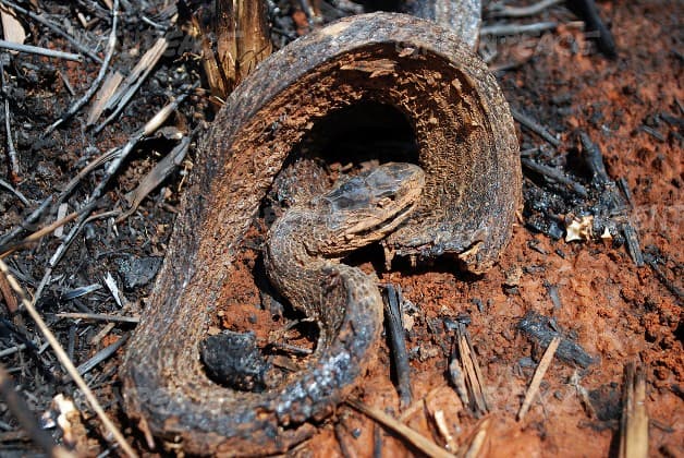 Family yet to come to terms with death of girl after eating a snake