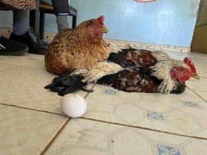 Emotions high: Parent takes chickens to school to clear school fees for her grandchildren image 1