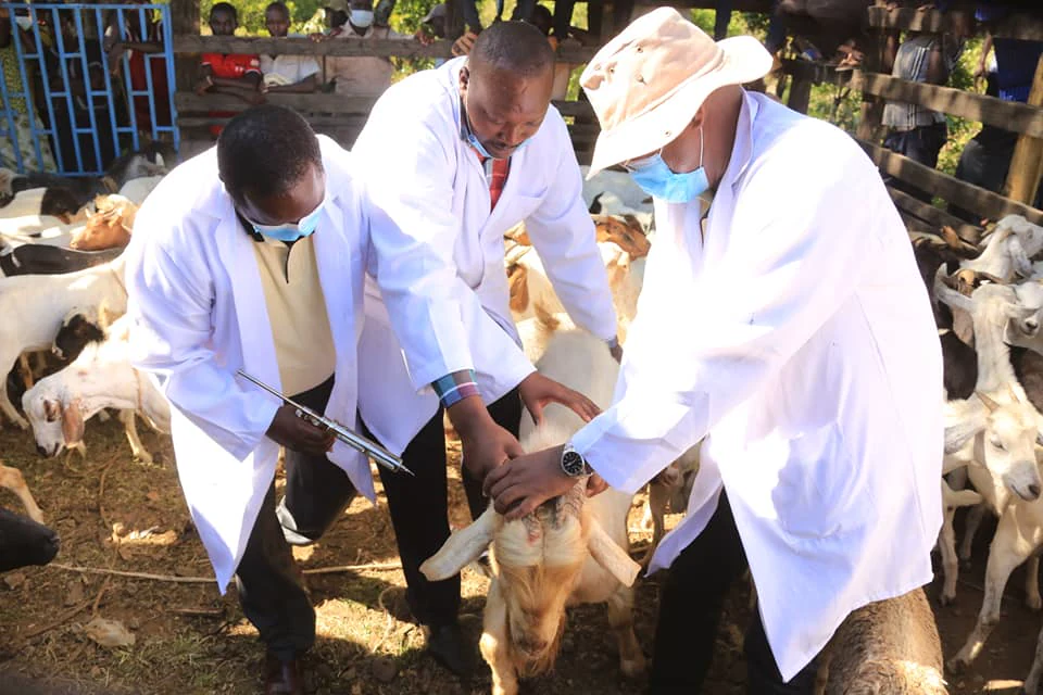 Veterinary internship vacancies open for eligible graduates | Education ...