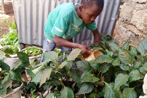 Bruno Mwendwa John watering plants qt his home in Kyakatulu