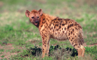 hyena
