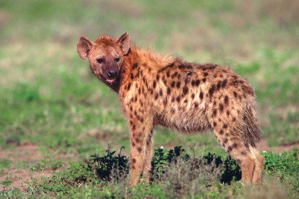 hyena