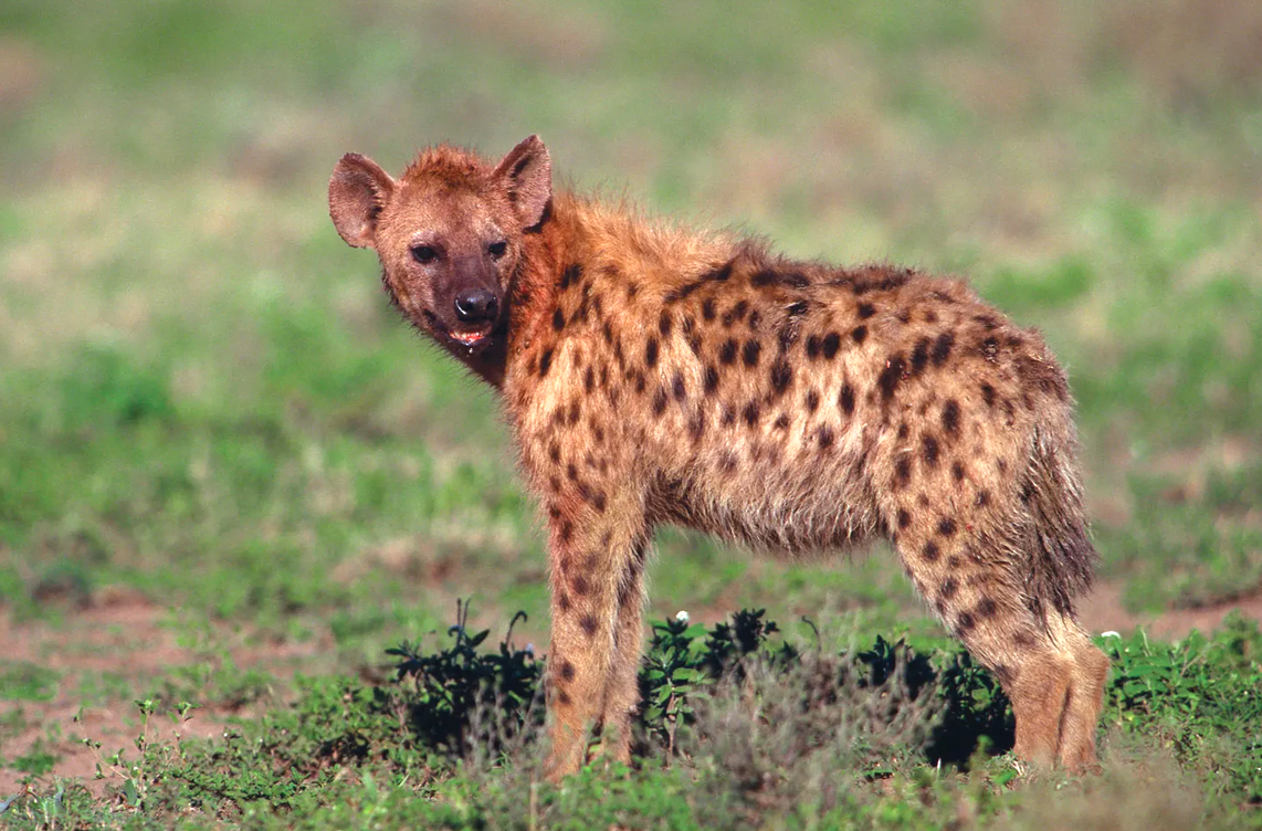 hyena