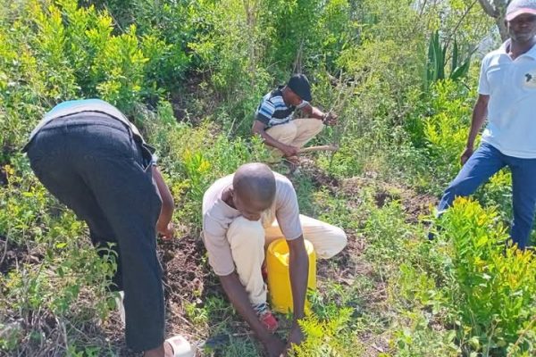MoE praised for the decision to involve schools in tree planting campaign